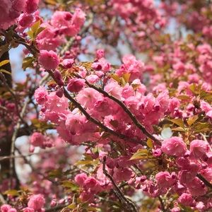 Meet your Posher, Kat